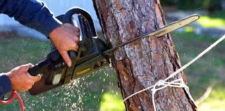 How Our Tree Care Process Works  in Groveville, NJ